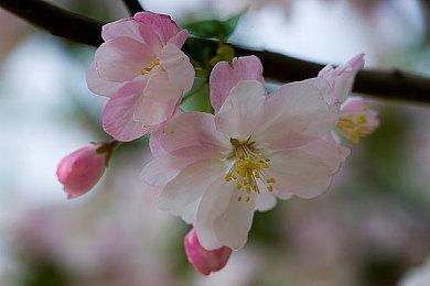 育碧公布《纪元1800》植树DLC 所有氪金用于环保