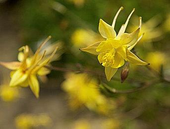 《FIFA 23》IGN评分7.0分：一款浮夸至极的绝唱